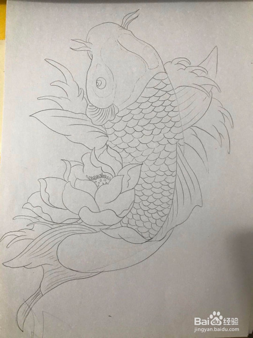 简单画一条鲤鱼和莲花