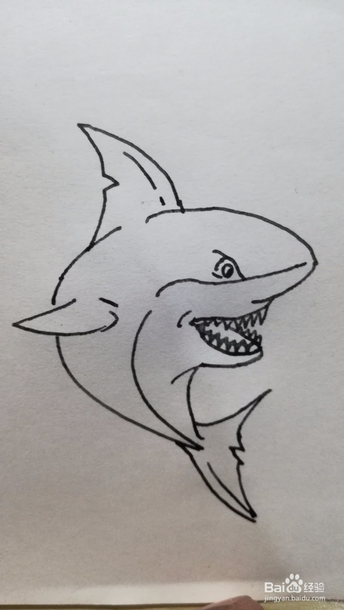 如何画大鲨鱼 大鲨鱼简笔画