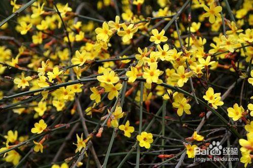 迎春花什么颜色