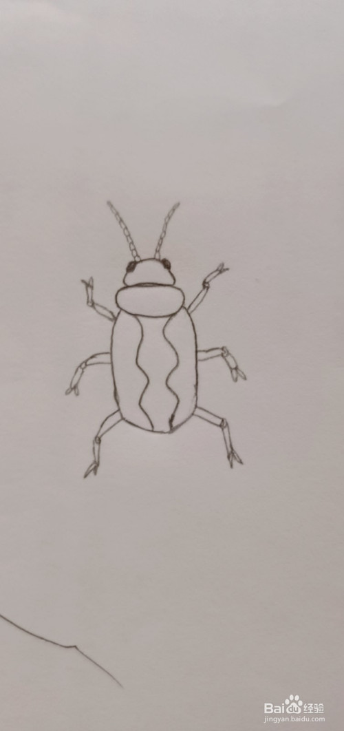 简笔画甲虫怎么画