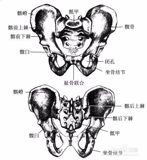 如何分析骨盆位置