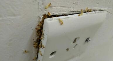家里出现有白蚁怎么办,消灭白蚁最有效的方法