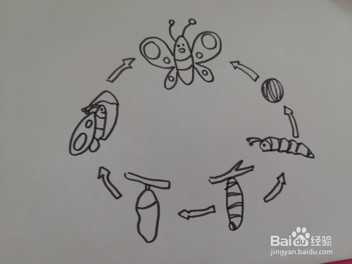 蝴蝶成长过程图简笔画