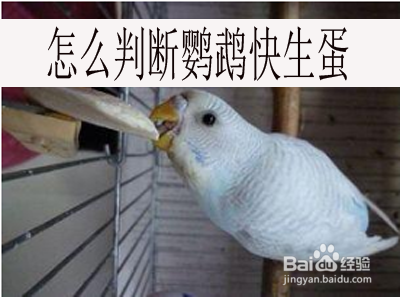 生活/家居 > 宠物 鹦鹉是一种非常漂亮的小鸟,成为很多人喜爱饲养的
