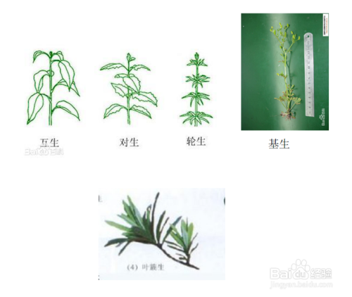 植物叶和叶序形态特征的描述方法