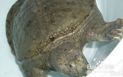 冬天甲鱼在家里怎么养?