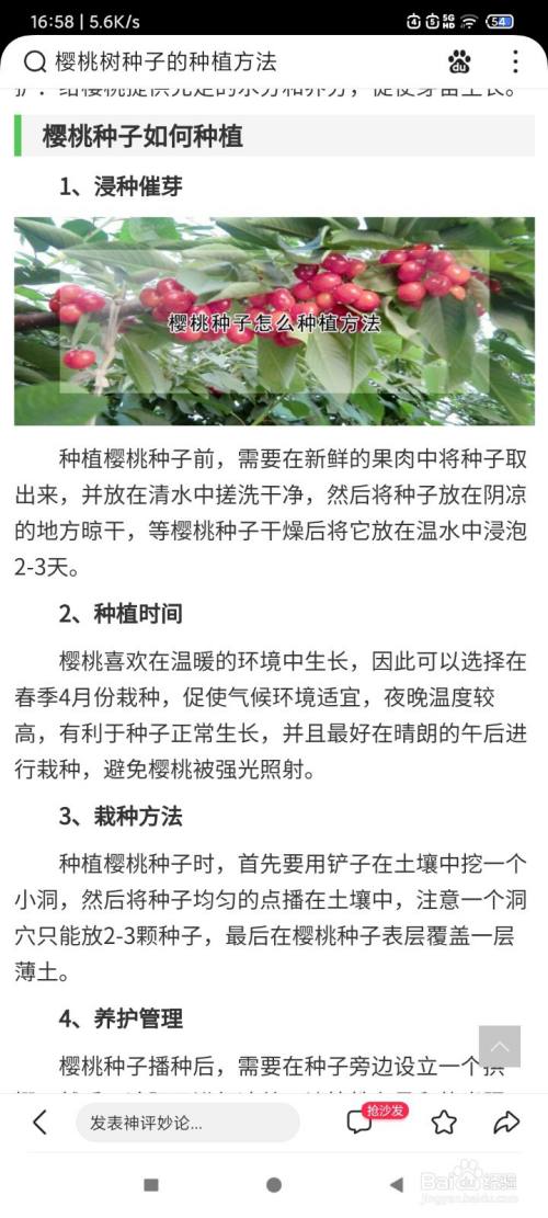 樱桃树种子的种植方法