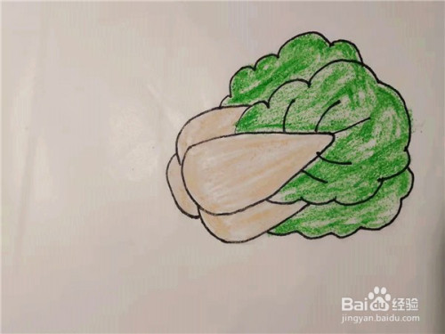 简笔画教程——如何一笔一笔画大白菜?