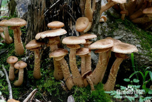 柞树蘑菇的功效与作用