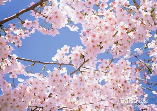 怎样描写樱花的气味