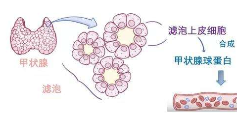 影响甲状腺球蛋白抗体的因素