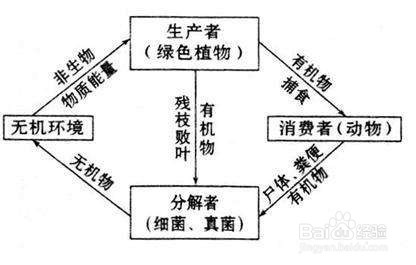 生态系统中生产者的作用