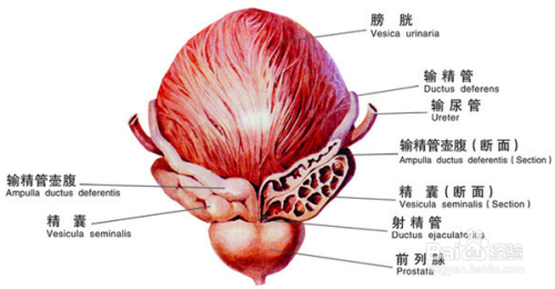 慢性尿道炎有什么症状