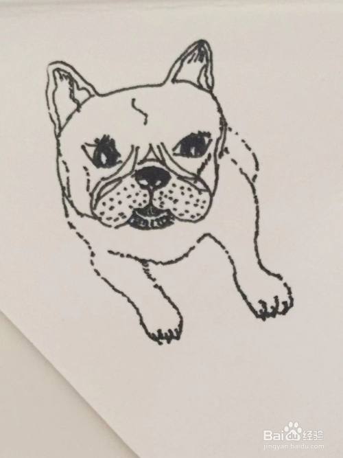 简笔画教程之沙皮犬的画法