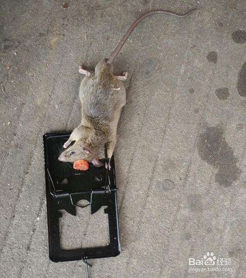 老鼠夹灭鼠.一旦老鼠触发老鼠夹的机关,老鼠便被抓住.
