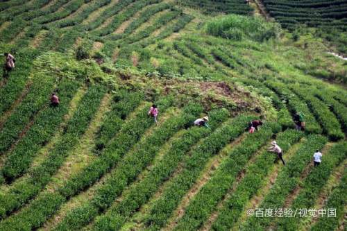 摘茶叶最快的方法