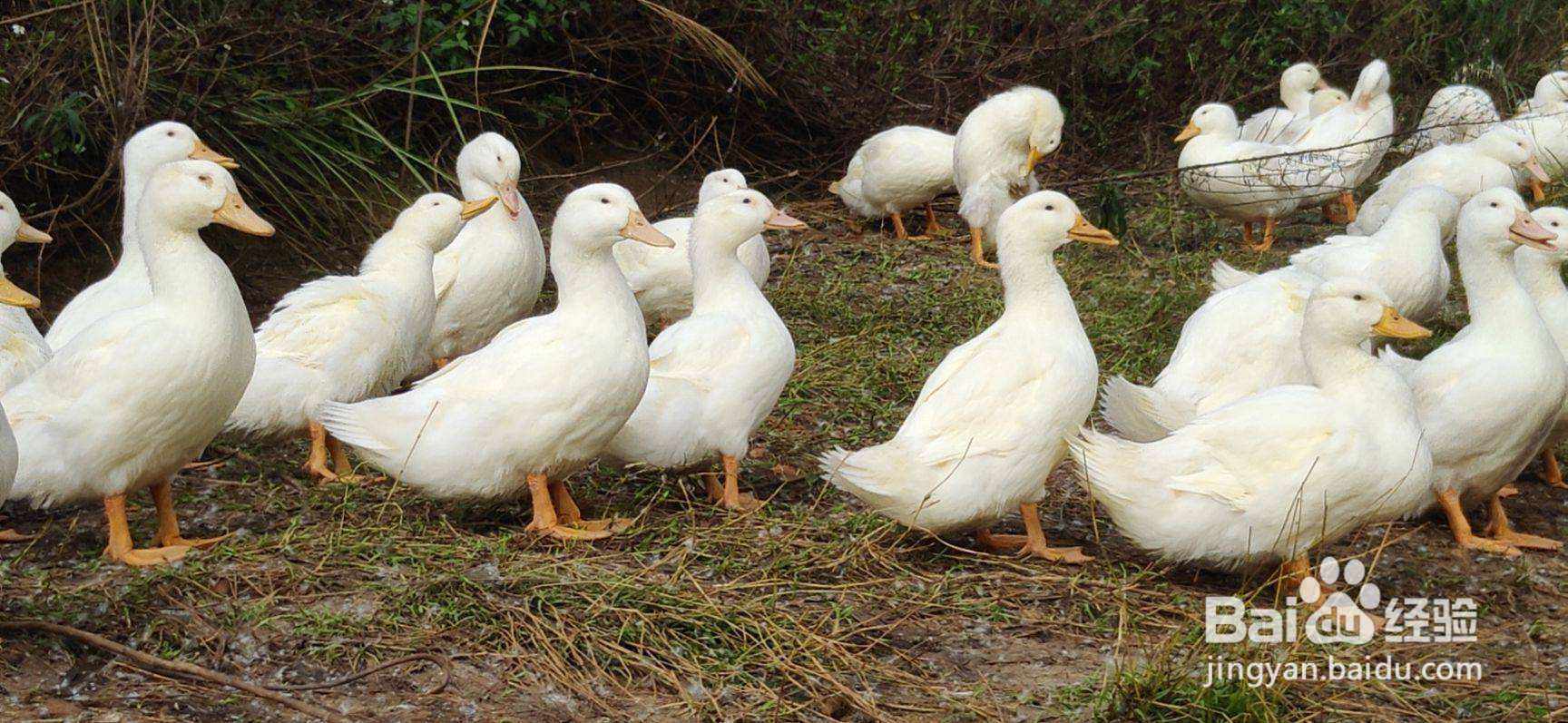 禽医顾顾谈造成鸭群肠炎、拉稀、水泻的原因及解决办法 - 知乎