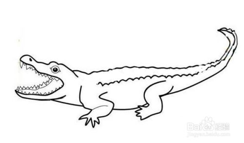 如何画一只鳄鱼