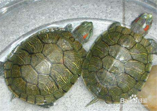怎么养一只乌龟