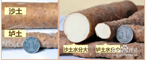 用手捏 铁棍山药不同于菜山药,真正的铁棍山药用任意两根手指去捏