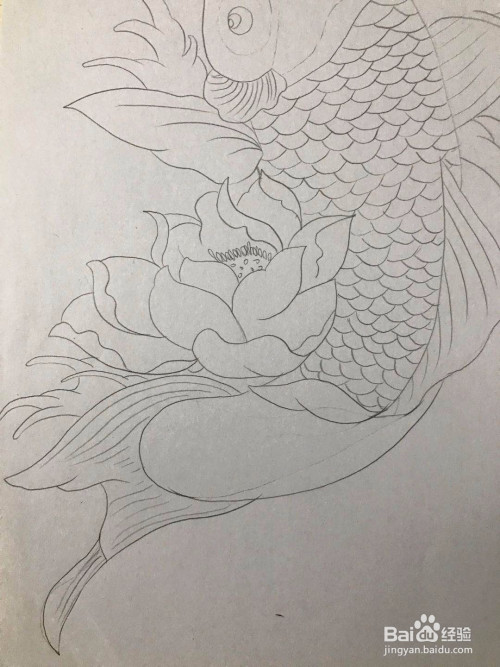简单画一条鲤鱼和莲花