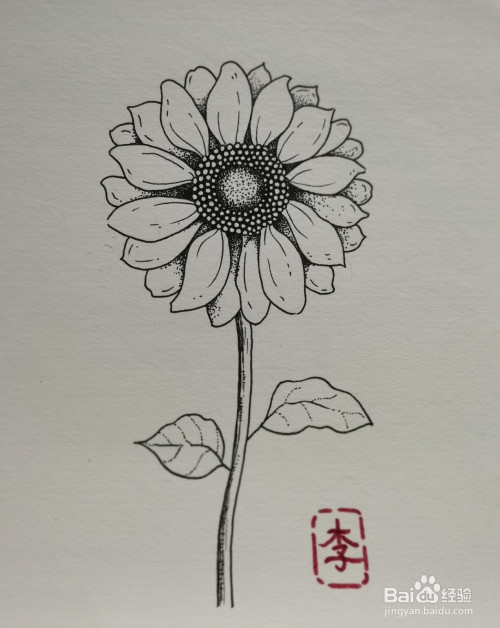 怎样画线描装饰花——小雏菊