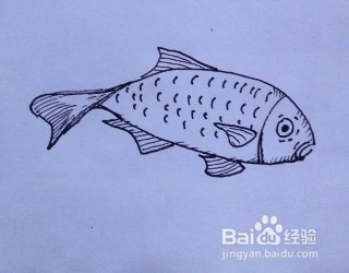 工具/原料 中性笔 图画纸 方法/步骤 7 画鱼鳍和尾巴上的线条,如图