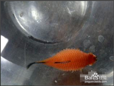 鱼炸鳞了怎样快速治疗