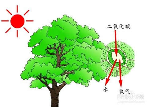 植物光合作用