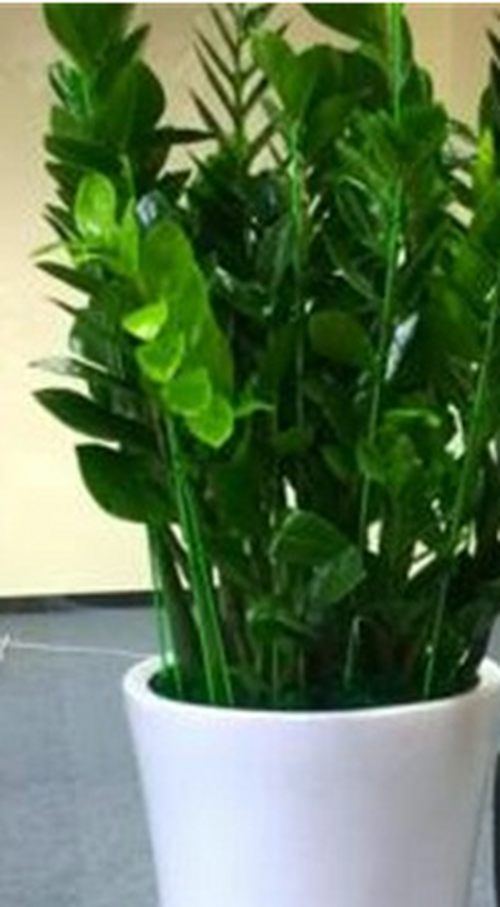 金钱树茎发黑怎么补救