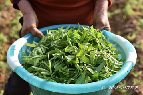 山苜楂野菜功效与作用