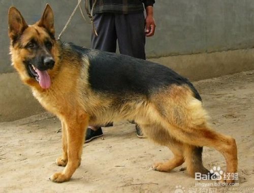 德国牧羊犬饮食指导