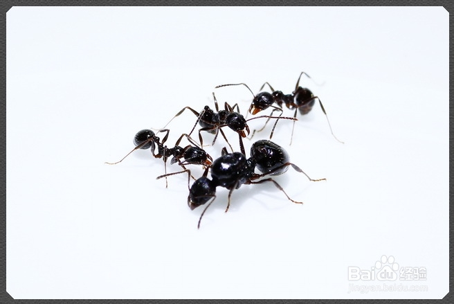 科普:中国常见蚂蚁名字