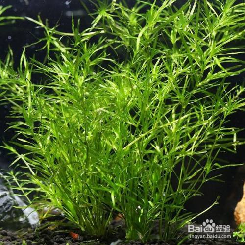 印度小竹节草水草的养殖方法