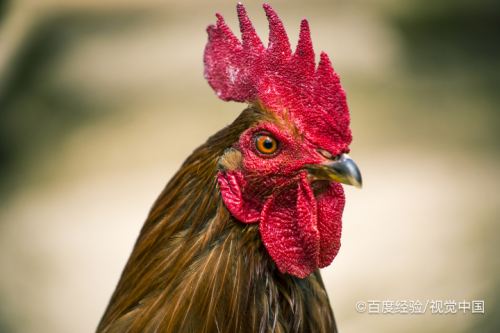 鸡的耳朵有什么作用?