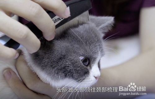 怎么给猫咪梳毛?
