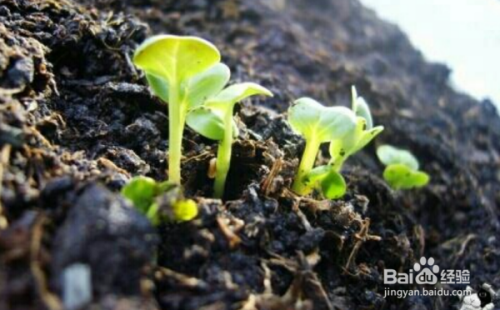 西瓜籽怎么种才能发芽