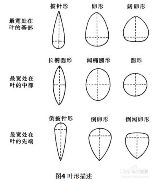 脉序,其中,交叉脉序在蕨类植物中常见,还见于裸子植物银杏(二叉脉序)