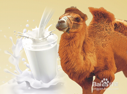 每天都喝骆驼奶粉有那些食疗功效?