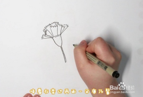 康乃馨简笔画怎么画