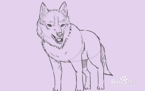 如何画一个简单的狼