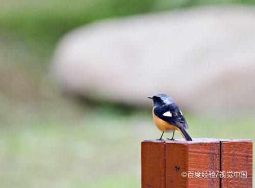 火燕鸟的饲养方法