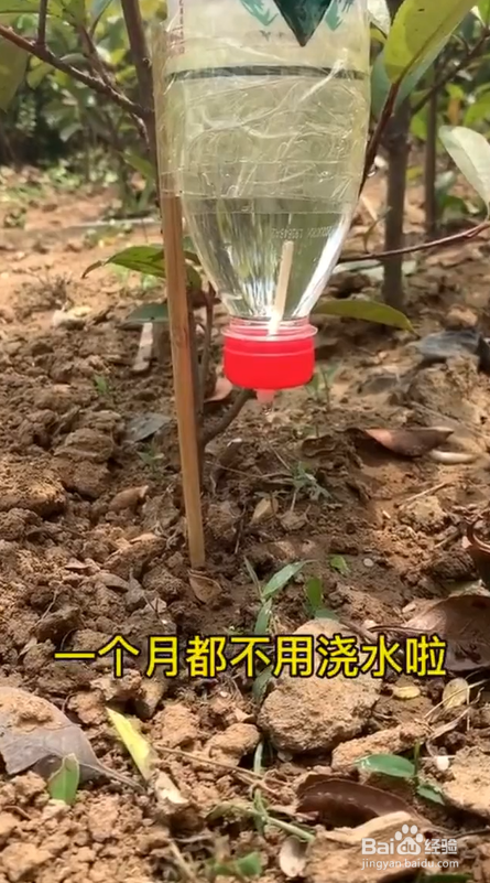 怎样制作自动浇水器?