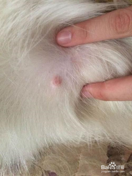 湿疹 狗狗可能得了湿疹,这类病复发的可能性很高,建议去宠物医院买点