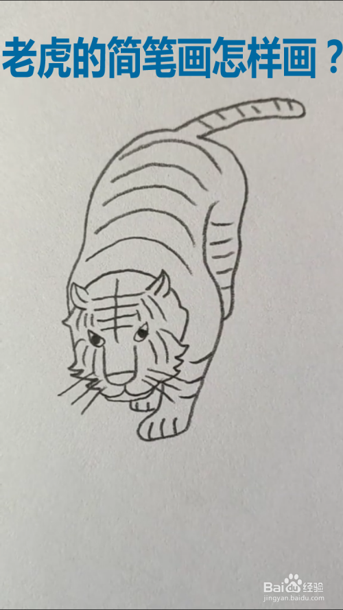 老虎的简笔画怎样画