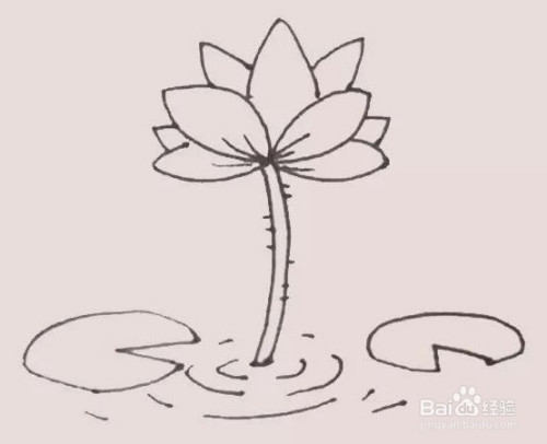 第四步:再荷花的枝条旁边用弧线画出一些水波,以及在枝条和花瓣上加