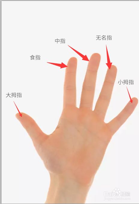 五指中从最粗短的手指开始名字依次为:拇指,食指,中指,无名指,小