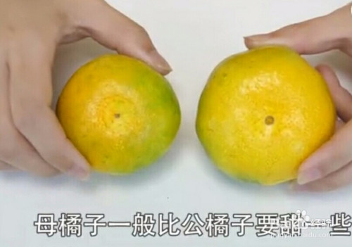 其实橘子也分公母的,母橘子一般比公橘子要甜一些,看橘子的脐部,如果