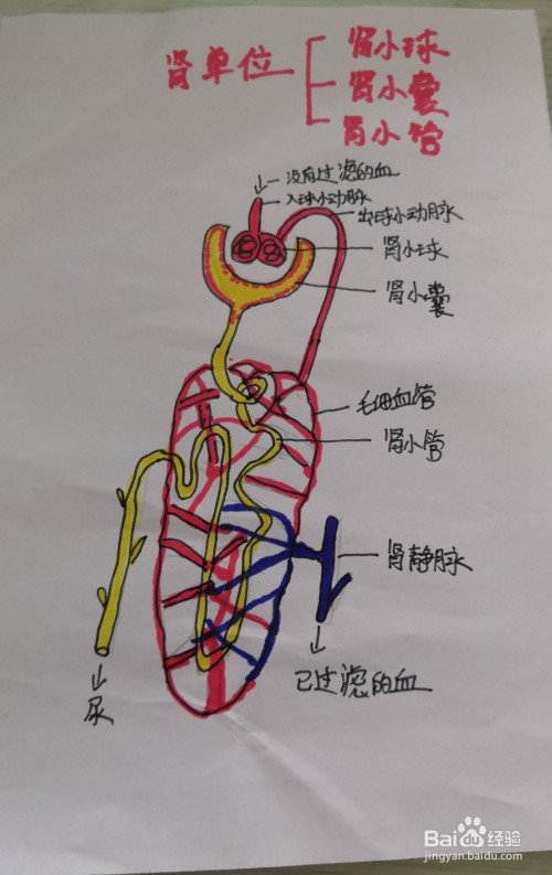 下面我们以简图的模式来画出肾单位的构造.便于我们了解和学习.