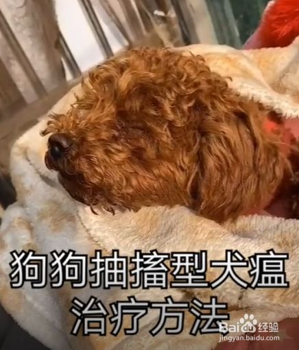 狗狗抽搐性犬瘟的治疗方法?